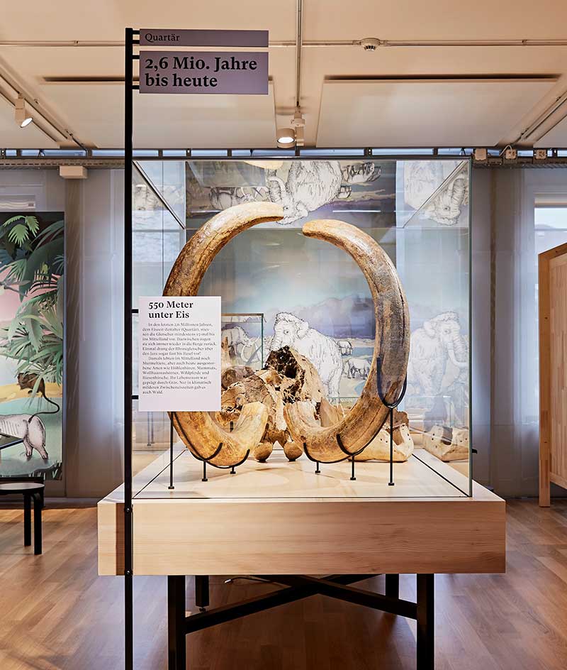 Naturmuseum Olten Eiszeit Dauerausstellung