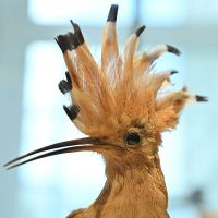 Zwergliführung «Federkleid» 