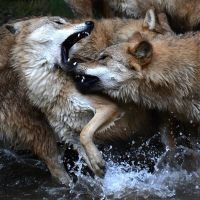 Mittagsführung «Soziales Tierreich»