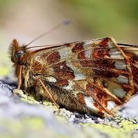 Vortrag «Veränderung der Insektenfauna in der Schweiz»