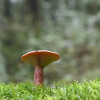 Vortrag «Lactarius: Steckbrief der Milchlinge»